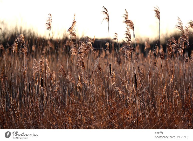 snowless January Meadow Grass meadow Climate change heating Global warming Reed Reed snowless winter winter grass Extreme weather mild winter winter weather