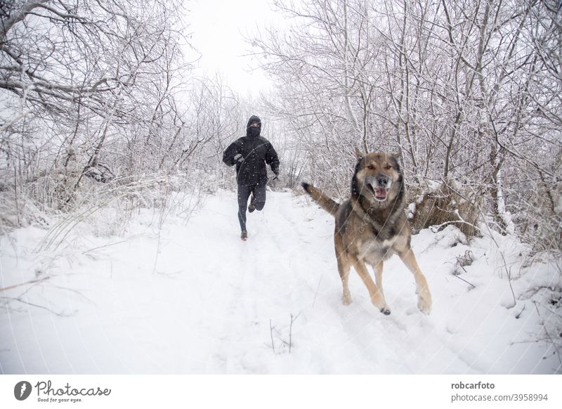 man running with dog in snowy landscape cold winter walk people season jogger park young woman person frozen beautiful travel winter landscape jogging sport