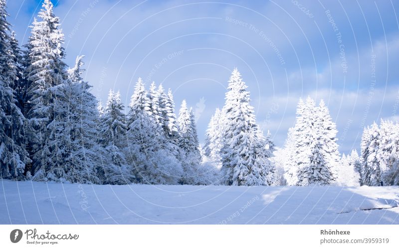 Winter forest is illuminated by the sun Day Colour photo Nature Exterior shot Landscape Climate Deserted White conifers Coniferous forest chill Frost Cold