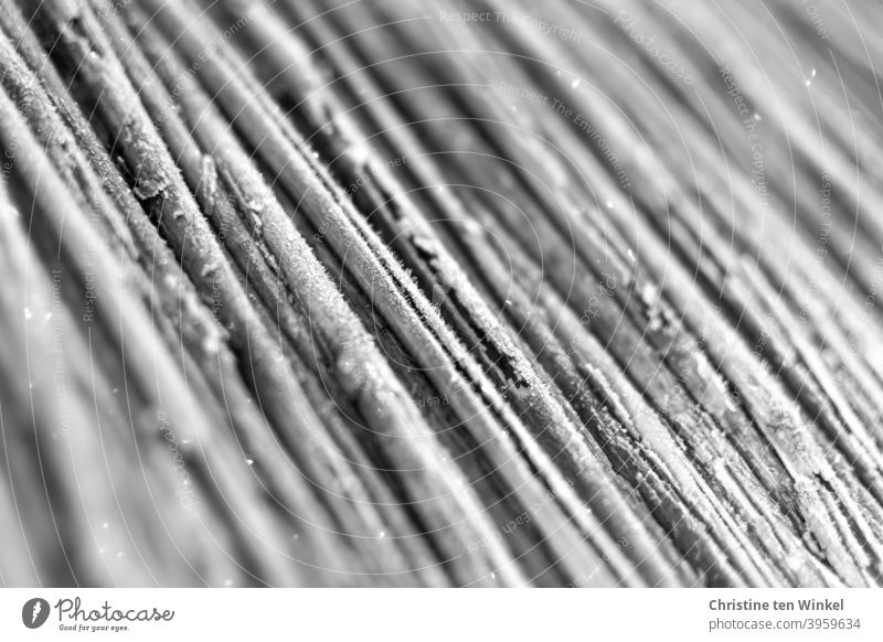 dead | macro shot of a thatched roof with hoarfrost Straw Thatched roof Structures and shapes structures Detail Close-up Macro (Extreme close-up) Pattern