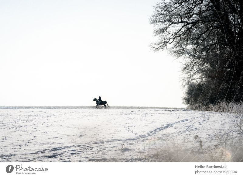 Rider in the snow Horse Snow Snowscape Leisure and hobbies Exterior shot Equestrian sports Colour photo Joy Silhouette Day Shadow White Black Gray