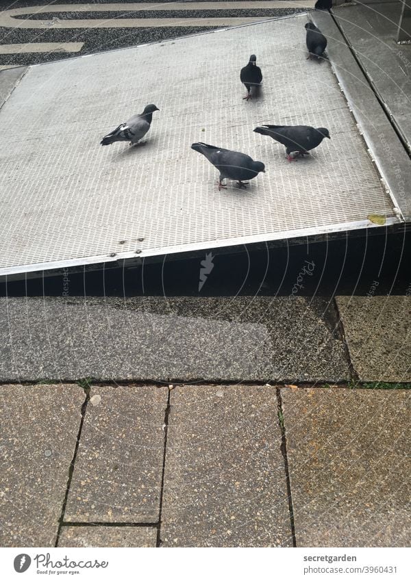 Better the bird in the hand than the pigeon on the ramp, or: all pigeons are grey during the day. Pigeon Ramp limelight Street Roadside lorry Truck Logistics
