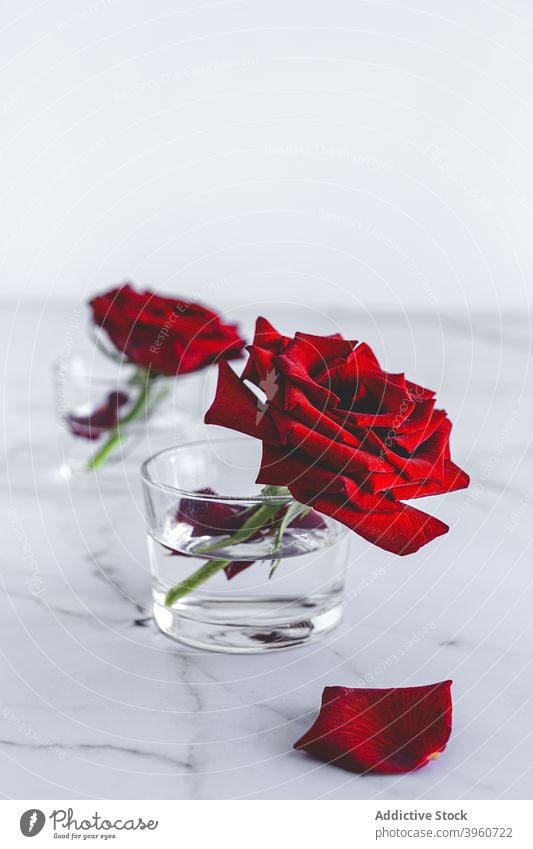 Red rose buds in glasses with water red flower petal fresh bloom blossom bright floral romantic plant natural beautiful decor decoration delicate elegant