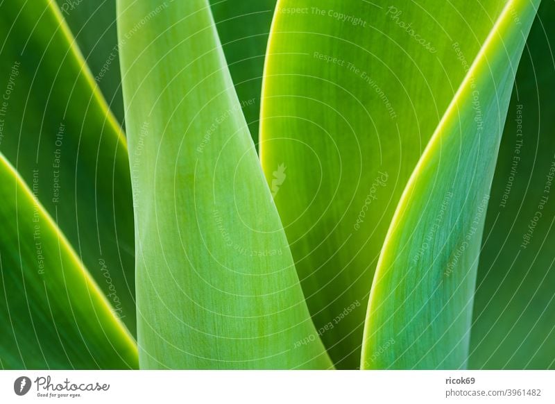 Detail of a green plant on Madeira Island, Portugal Plant fauna Green Plantleaf Leaf detail atlantic ocean Nature vacation voyage Relaxation Tourism relax