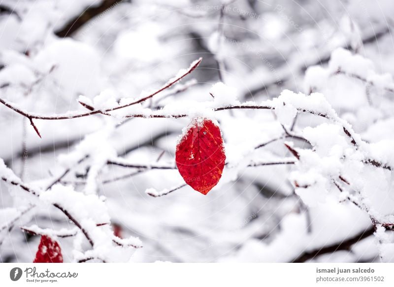 snow on the red leaf in winter season, cold days branches leaves nature natural textured fragility frost frozen frosty white ice wintertime cold temperature
