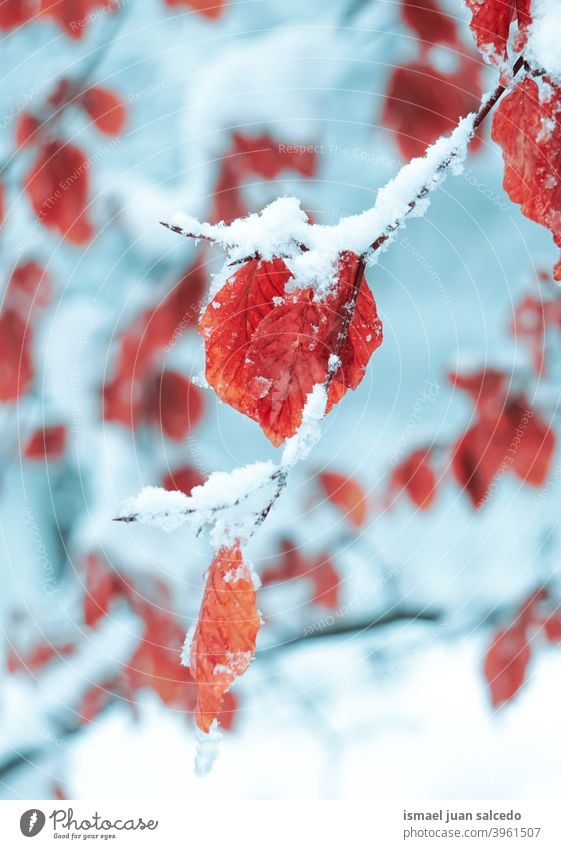 snow on the red leaves in winter season, cold days branches leaf nature natural textured fragility frost frozen frosty white ice wintertime cold temperature