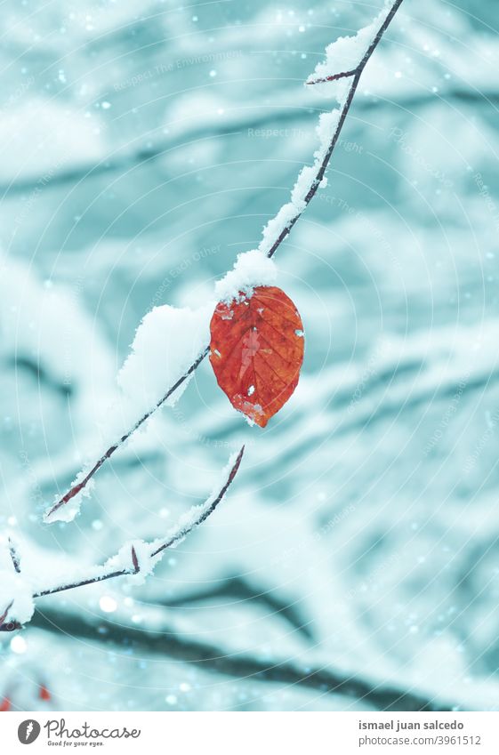 snow on the red leaf in winter season branches leaves nature natural textured outdoors beauty fragility frost frozen frosty white ice wintertime cold