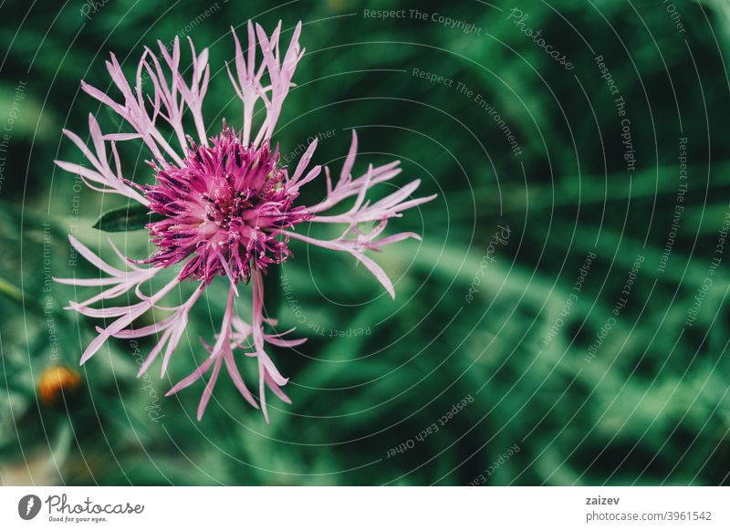 pretty pink flower of centaurea seen up close centaury centory colourful magenta violet abstract composite growth isolated light growing species stem weed