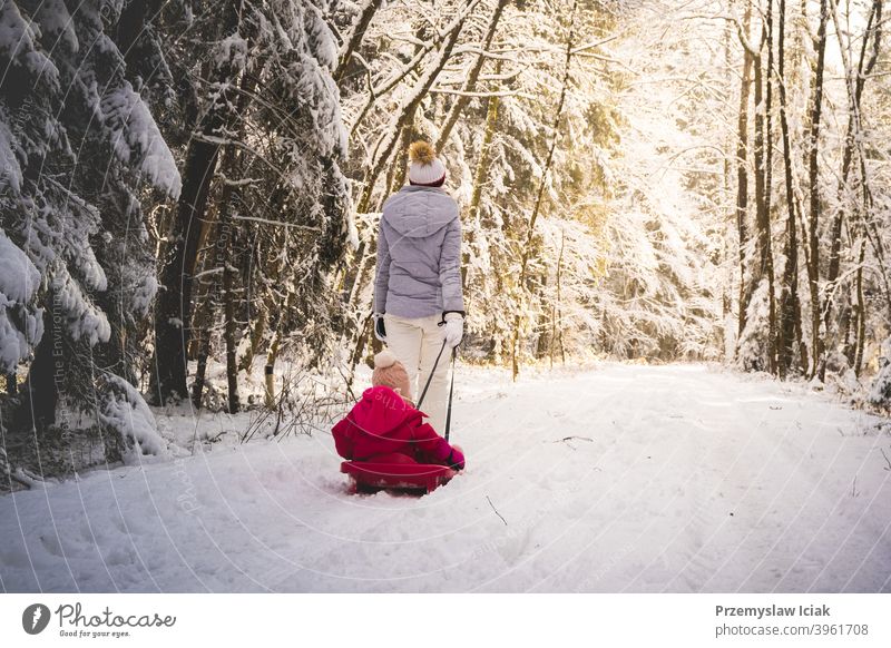 Mother pulling baby on a sled through winter forest. background candid family mother authentic child person girl freetime kid nature snow fun toddler young play