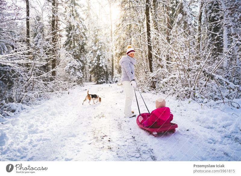 Mother pulling baby on a sled through winter forest. background candid family mother authentic dog child person girl christmas kid nature snow fun toddler young