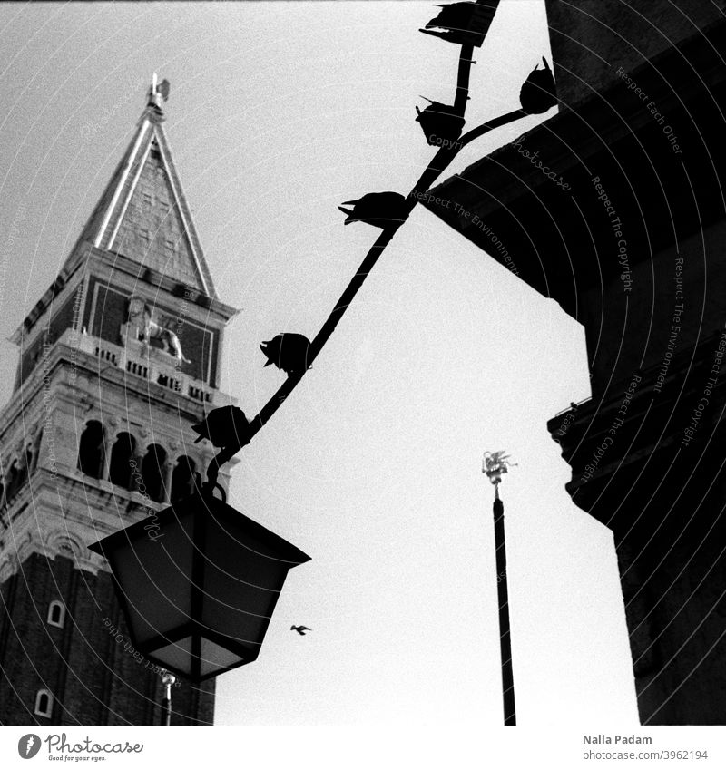 Venetian doves from St. Mark's Square Analog Analogue photo black-and-white pigeons Campanile di San Marco Bell tower St. Marks Square Lantern Venice Italy