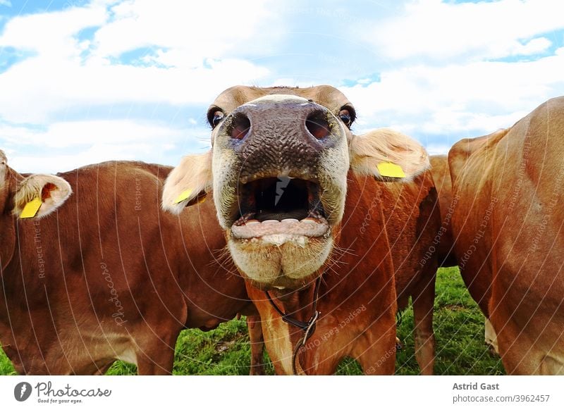 Funny cow photo with astonished cow with open mouth cows Cow brown cattle To talk wittily Comical dairy cows Herd Cattleherd Bavaria Willow tree Meadow
