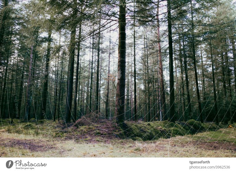 In the Herzog Forest Coniferous trees Coniferous forest commercial timberland Forestry Exterior shot Tree Nature Landscape Deserted Tree trunk Woodground