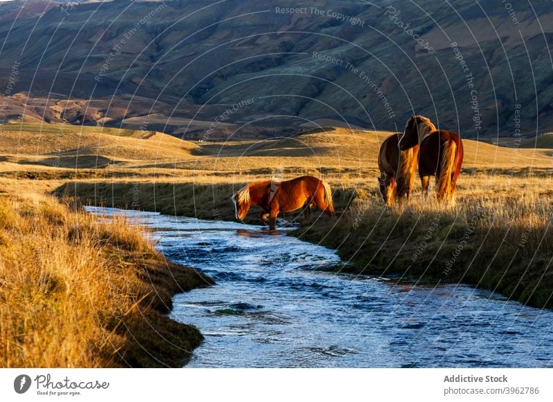 Horses grazing near river in mountains horse graze herd sunset highland nature scenic pasture animal iceland wild meadow field sundown valley equine picturesque