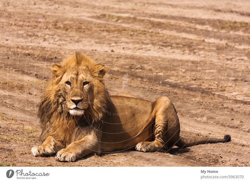 The big lion. Sandy savanna of Serengeti, Tanzania Africa african animal appalling beast big cat carnivore dangerous dominant fang feline field forest fur