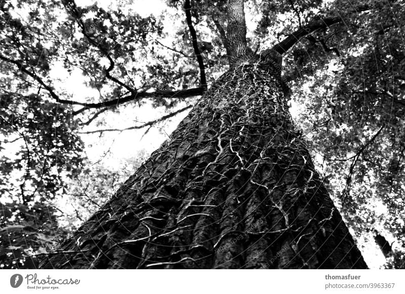 Tree overgrown by ivy, but lives on crushed Ivy Ivy vines Tree bark height Perspective Unwavering Branchage Sky Black & white photo climb Allegory branches
