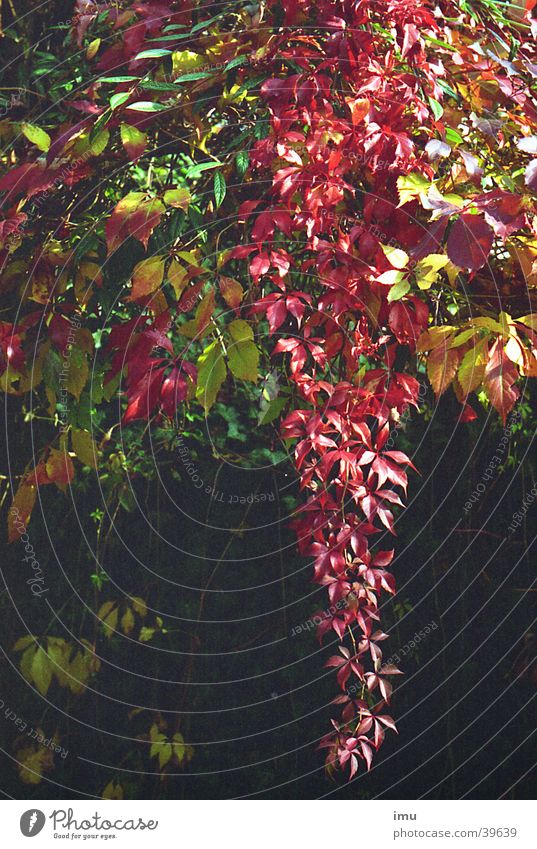 Autumn in paradise - park in Baden-Baden Vine leaf Leaf Indian Summer Park