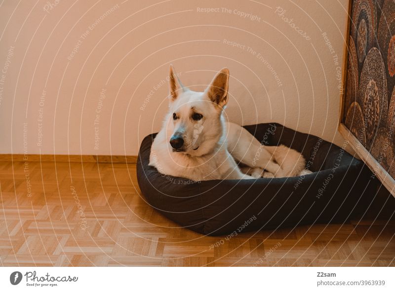 Weißer Schäferhund in seinem Körbchen schäferhund weiß groß niedlich entspannung korb körbchen zuhause erholung haustier schön aufmerksam häuslich wohnen