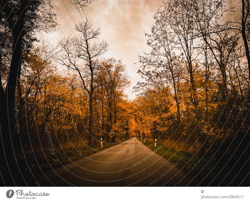 Road through the forest Street Forest Autumn autumn mood trees silent On the way home Vanishing point road vanishing point perspective Landscape Nature
