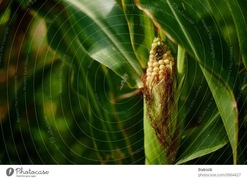 Close up of ear of corn in cornfield agriculture forage organic nature food summer farm plant leaf rural crop vegetable green outdoor cereal countryside