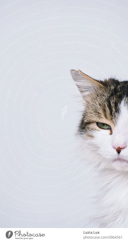 cut portrait of a cat, long-haired mackerel - one green eye looks enigmatically, the ear is torn Cat hangover Cat portrait Profile Animal Pet Domestic cat