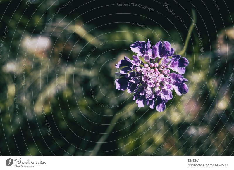 a single lilac flower of scabiosa scabious pincushion colour purity ornate saturated simplicity tranquility tall open mauve lavender rosette compact biology