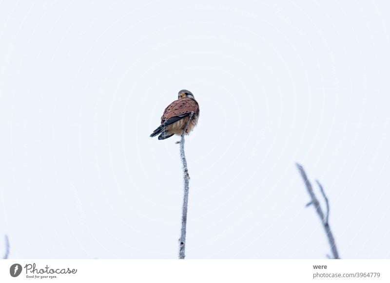 Kestrel on a branch with hoarfrost in winter Falco tinnunculus animal bird bird of prey branches cold copy space falconry almost fly frozen hunter hunting