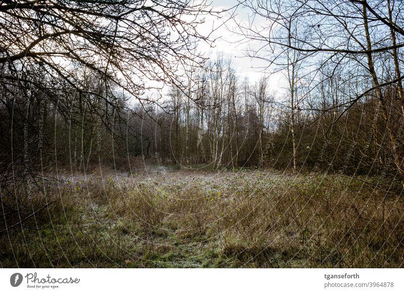 Moor clearing Birch wood Birch tree Bog Deserted Colour photo Exterior shot Landscape Forest Nature Winter naturally untreated Wild Wild plant Subdued colour