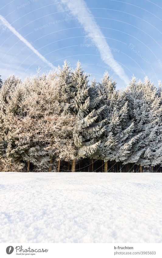 Winter Forest, Winter Landscape, Cold Winter Day Snow Winter forest Tree Nature Frost Exterior shot Winter mood Snowscape Snow layer Winter's day