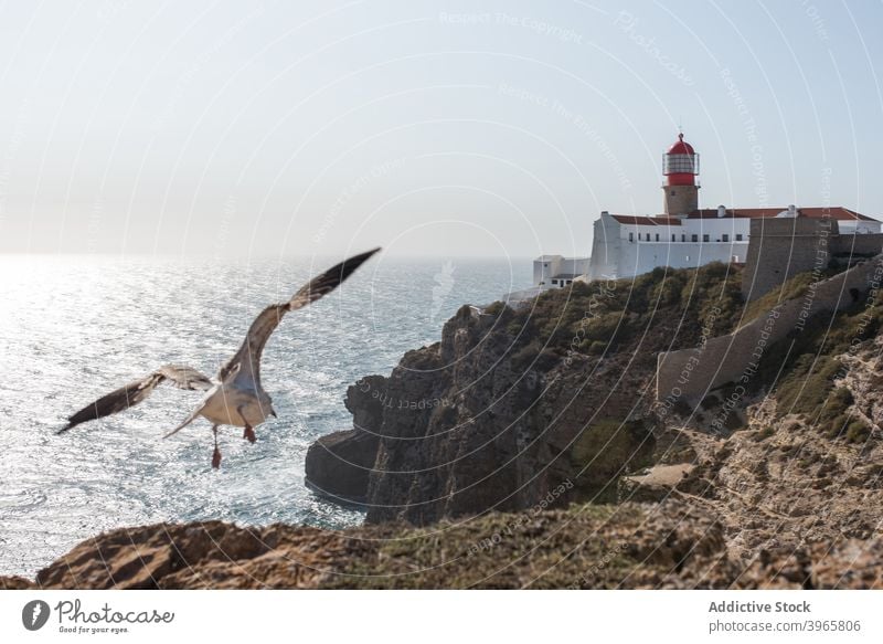Seagull flight over cliff near lighthouse coastline beacon rocky mountain mediterranean horizon seaside tourism saint vincent landscape travel ocean atlantic