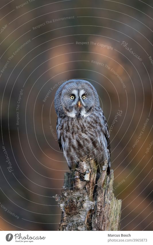 Bartkauz, Strix nebulosa, great grey owl Eule Eulen Eulenvogel Greifvoegel Greifvogel Kauz Raubvoegel Voegel animal animals bird birds eulenvoegel kaeuze