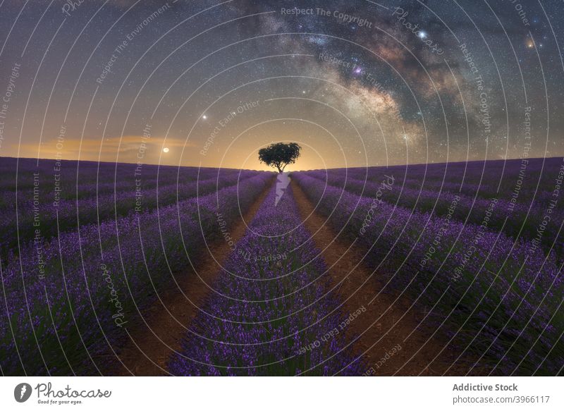 Milky Way over lavender field at night milky way starry sky landscape spectacular nature lonely tree purple flower scenic magnificent breathtaking amazing