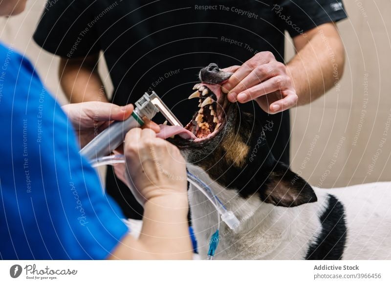 Veterinarians examining dog in clinic veterinary doctor examine medical pet hospital veterinarian equipment teeth mouth mouth opened specialist medicine treat