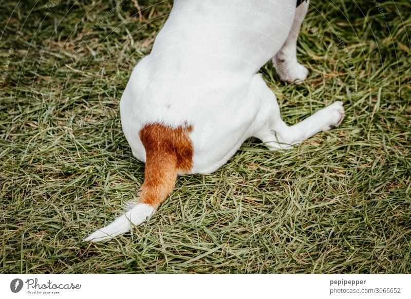 a dog's back can also delight Dog Tails Animal Pelt Mammal Pet Paw Lie Brown Cute Animal portrait Dogback Back Hind quarters Exterior shot Colour photo bottom