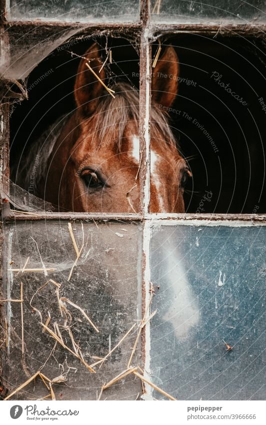 Horse behind a window in a horse stable Animal Farm Stable Barn stables Leisure and hobbies mare Mane stallion Ranch Mammal Ride Head Brown Animal portrait