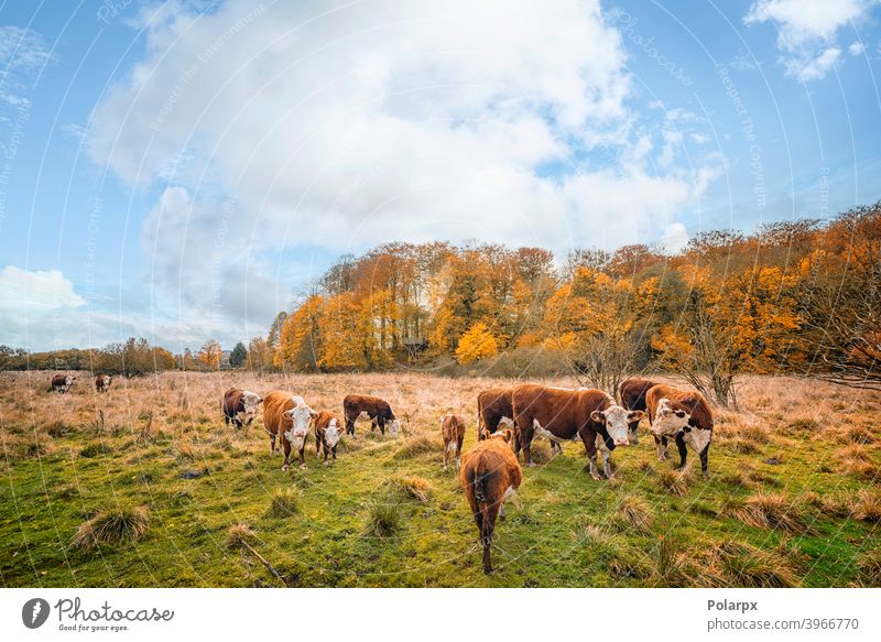 Hereford cattle on a meadow in autumn domestic woods tree ranch colorful heifer forest land cows environment outdoors farmer free range farmland background