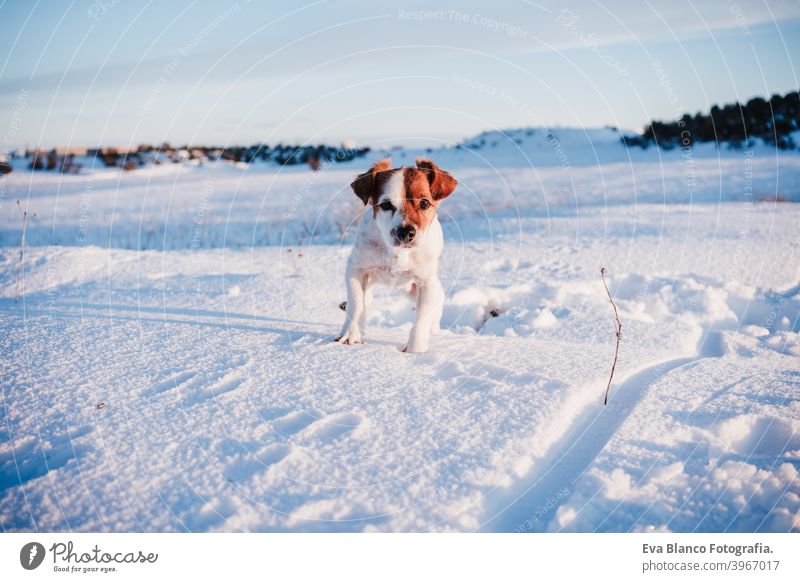cute jack russell dog in snowy mountain at sunset. Pets in nature, winter season pet nobody sunny cold brown breed station little healthy white domestic looking