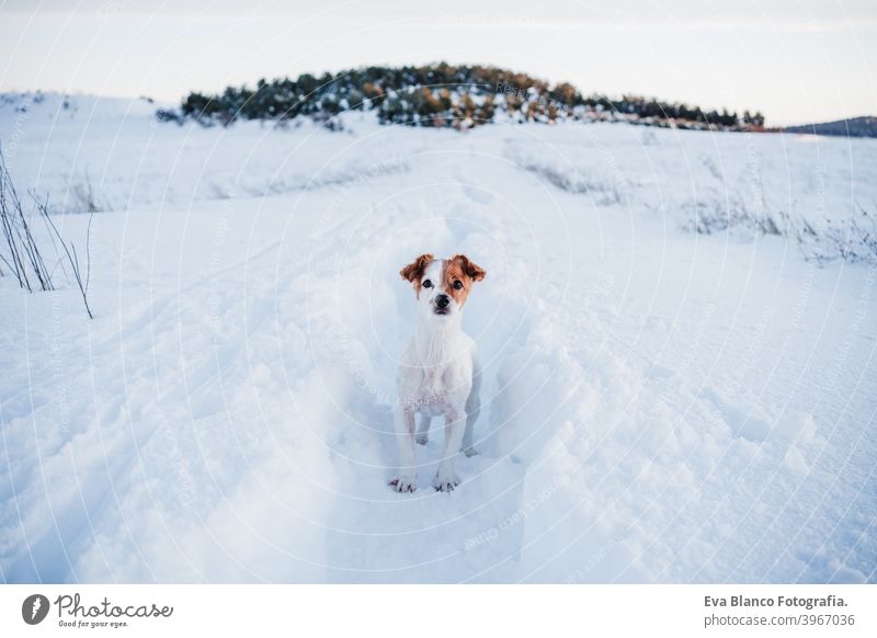 cute jack russell dog in snowy mountain at sunset. Pets in nature, winter season pet nobody sunny cold brown breed station little healthy white domestic looking