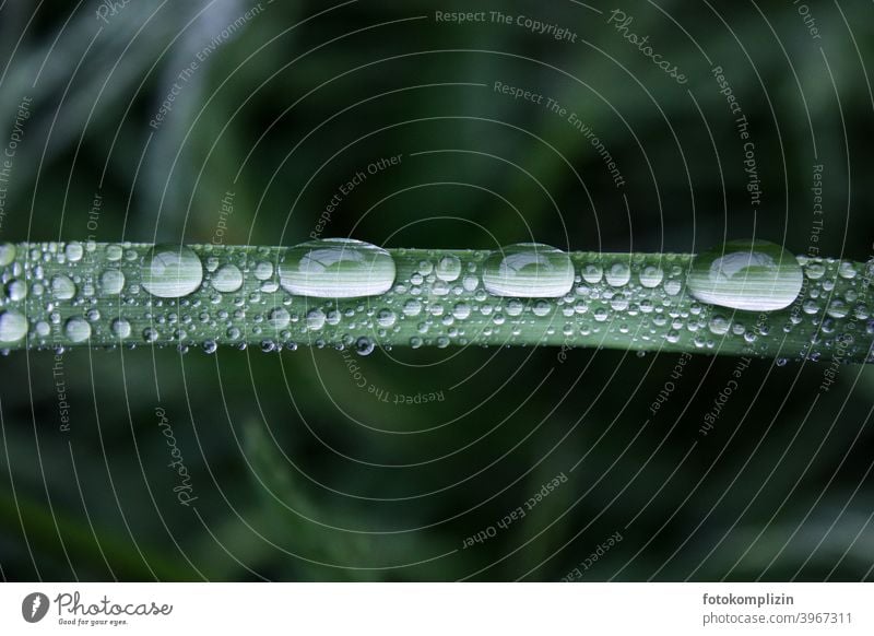 Dew and raindrops on a grass leaf dew drops Drops of water Love of nature Rain Wet Fresh Damp Parallel Rachis melancholy Side by side blurriness unit Mysterious