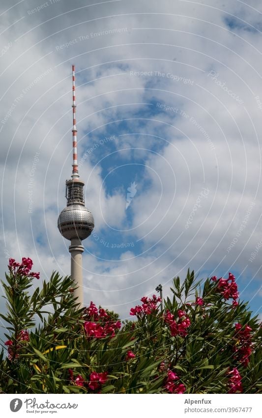 berlin plant Television tower Berlin TV Tower Sky Landmark Capital city Architecture Alexanderplatz Town Downtown Tourist Attraction Downtown Berlin