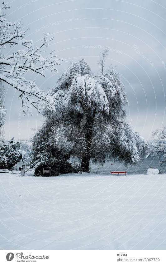 Park in winter at Lake Zurich Promenade Snow Winter Tree zurichsee Bench Exterior shot White Nature Cold Loneliness Landscape Frost Colour photo Day Calm Ice