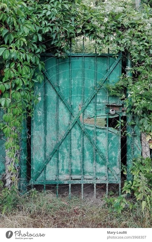 Green door entwined with ivy garden door Goal Lock locked Ivy Old Broken Nature plants Closed Deserted Exterior shot out Structures and shapes Detail Front door