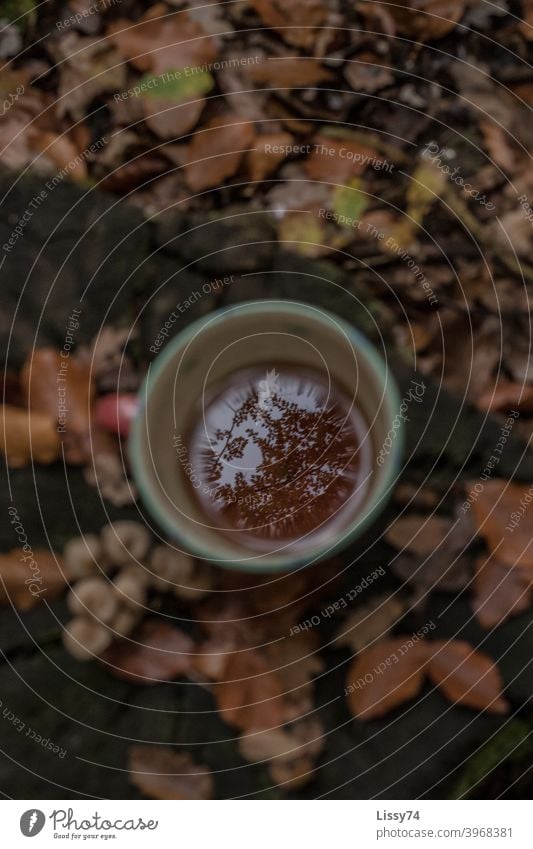 A cup of tea on a tree stump in the forest, in which the adjacent trees are reflected Tea Tea cup Forest foliage Nature Autumn Exterior shot Autumnal Teatime