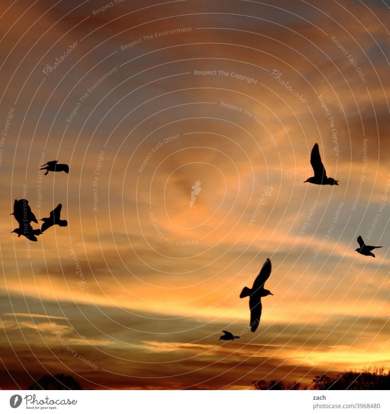 closing time Bird birds Flock of birds Animal Flying Sunset Twilight Nature Sky Clouds Evening Dusk