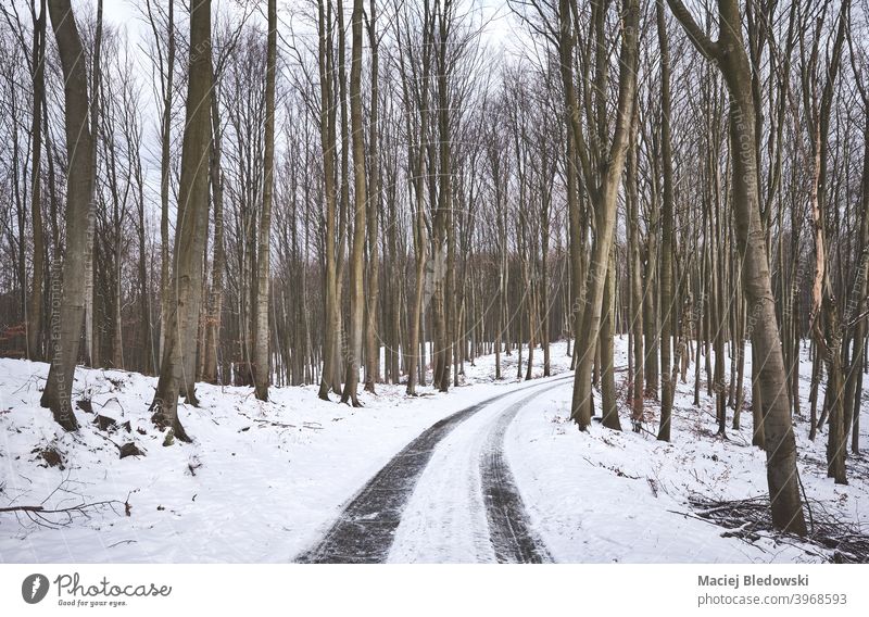 Track in beech forest during snowy winter. road landscape way trip travel journey nature drive wood track tree cold season day
