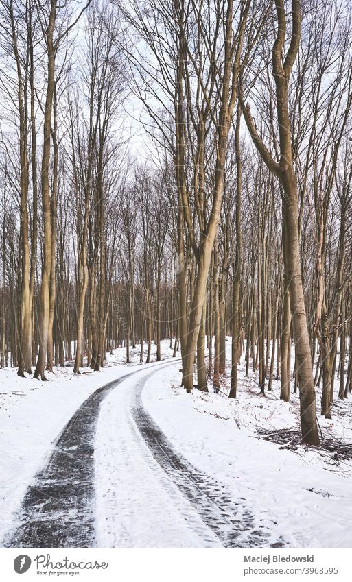 Track in beech forest during snowy winter. road landscape way trip travel journey nature drive wood track tree cold season day ice
