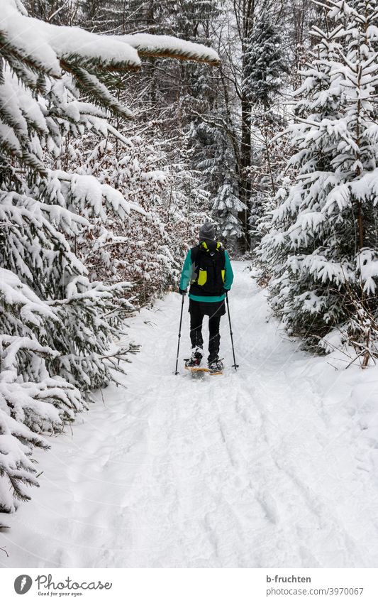 Snowshoeing in the winter forest Snow shoes Hiking person Woman Tracks Winter Exterior shot Nature Winter sports Sports Going Alps Day Leisure and hobbies Cold