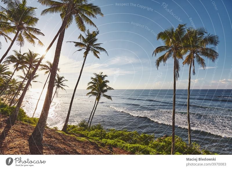 Tropical beach with coconut palm trees at sunrise. sea nature tropical paradise beautiful sunset ocean island landscape destination water vacation holiday