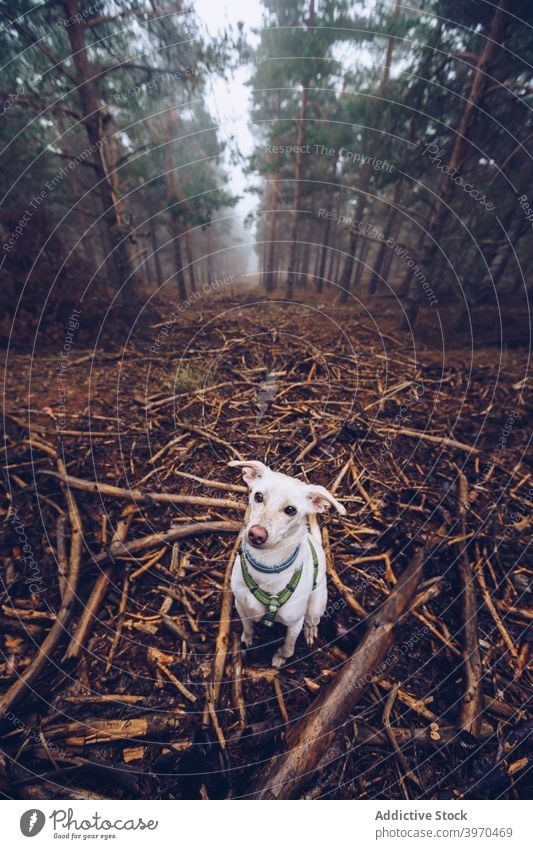 Dog with stick in forest dog play animal woods walk fog playful gloomy path wooden white mist woodland pathway nature tall tree landscape canine pet season haze