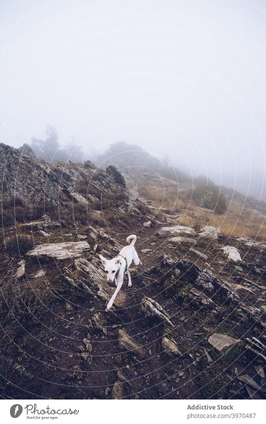 White dog in mountains on cloudy day rough rocky animal walk nature highland overcast pet terrain white canine stone fog landscape environment hill formation